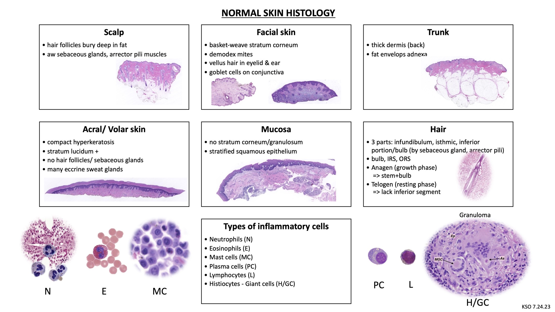 Dermpath basics 1 normal skin histology kiko xp